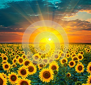 Sunflower fields during sunset. Beautiful composite of a sunrise photo