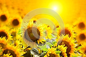 Sunflower fields during sunset. Beautiful composite of a sunrise over a field of golden yellow sunflowers background