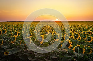 Sunflower fields during sunset.