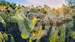 Sunflower fields during sunset. Sunflower fields in warm evening light. Dried sunflowers