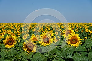 Sunflower fields in Ukraine