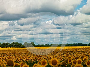 Sunflower fields under the moody skies