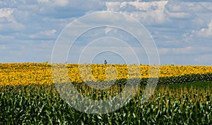 SUNFLOWER FIELDS IN THE VOJVODINA