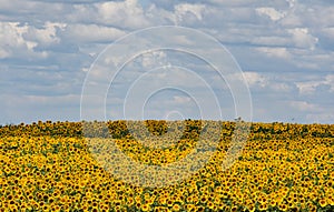 SUNFLOWER FIELDS IN THE VOJVODINA