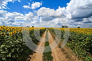 SUNFLOWER FIELDS IN THE VOJVODINA