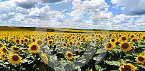 SUNFLOWER FIELDS IN THE VOJVODINA