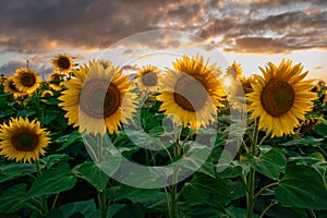 Sunflower fields in warm evening light, Charente, France