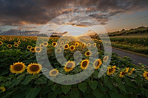 Sunflower fields in warm evening light, Charente, France