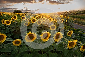 Sunflower fields in warm evening light, Charente, France