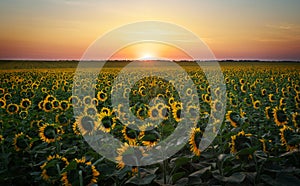 Sunflower fields in warm evening light.