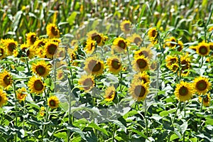 Sunflower Fields in the wind