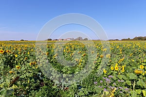 Sunflower fields in ÃŽle de France