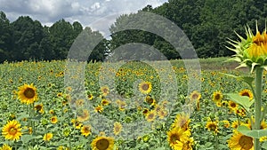 Sunflower filled field gently blowing in the wind.