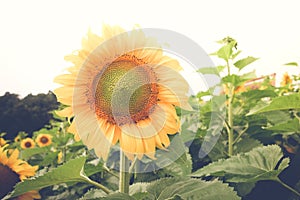 Sunflower with filter effect retro vintage style