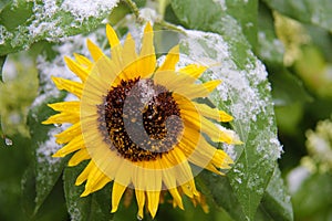 Sunflower with first snow