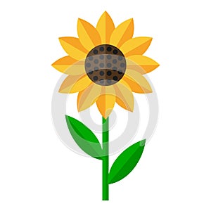 Sunflower Flat Icon Isolated on White photo