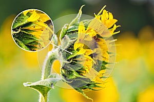 Sunflower flower affected by aphids.