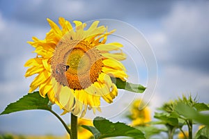 Sunflower flower against a background of blue sky with butterfly