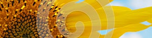 Sunflower flower against the blue sky and clouds. Natural plant summer banner or header. Flowers and flowering
