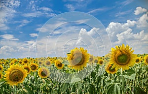 Sunflower flower on agriculture field. Cloudy sky