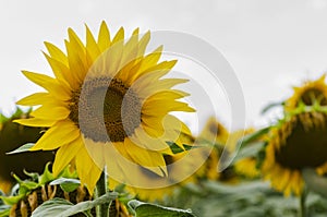 Sunflower flower on a background of green leaves and clear sky