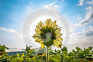 Sunflower Flower