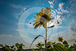 Sunflower Flower