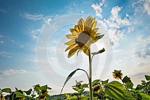Sunflower Flower