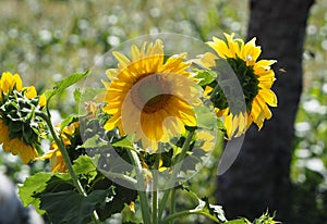 Sunflower flower with a bee, La CoruÃ±a, Spain, Europe