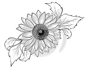 Sunflower flower. Black and white illustration of a sunflower. Linear art. Tattoo blooming sunflower.