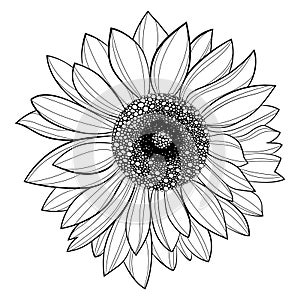 Sunflower flower. Black and white illustration of a sunflower. Linear art. Tattoo blooming sunflower.