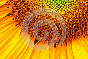 Sunflower. Flower close-up. Abstract natural background or pattern.