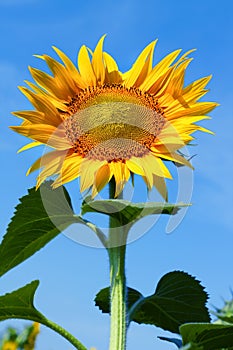 Sunflower flower close-up against the blue sky