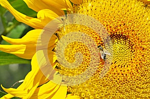 Sunflower flower close-up with an insect wasp Bright yellow flower garden sunflower pollination by an insect wasp Agriculture