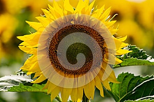 Sunflower flower close-up. Summer, the daytime sun illuminates the large yellow petals around the seeds maturing with