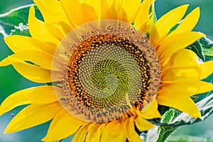 Sunflower flower close-up. Summer, the daytime sun illuminates the large yellow petals around the seeds maturing with