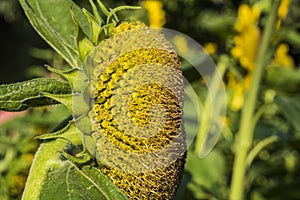 Sunflower flower close-up Xuanwu Lake