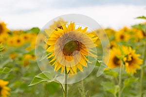 Sunflower flower on a field of sunflowers under a blue sky close-up