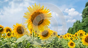 Sunflower flower in the field under the clouds