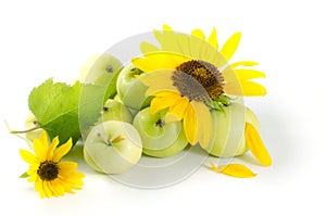 Sunflower flower and green apples