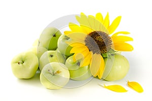 Sunflower flower and green apples