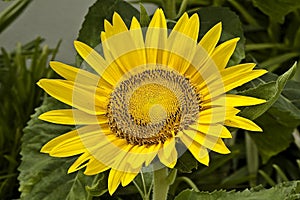 Sunflower flower on a green background