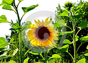 Sunflower flower and green leaves