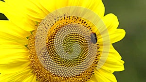 Sunflower flower on green stalk