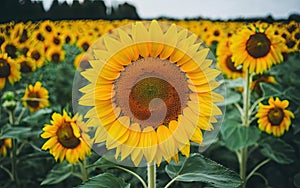 Sunflower Flower HD High quality minimalist photo make with AI