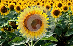 Sunflower Flower HD High quality minimalist photo make with AI