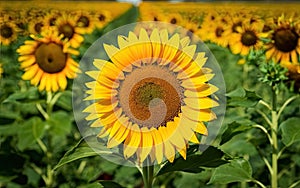 Sunflower Flower HD High quality minimalist photo make with AI