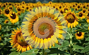 Sunflower Flower HD High quality minimalist photo make with AI