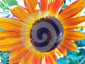 Sunflower flower head with honey bee