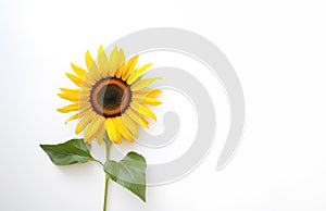 Sunflower flower head with seeds and stem with green leaves isolated on white